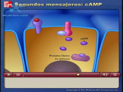Ejemplos de esteroides biologia