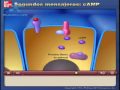 Segundos mensajeros: AMPc 