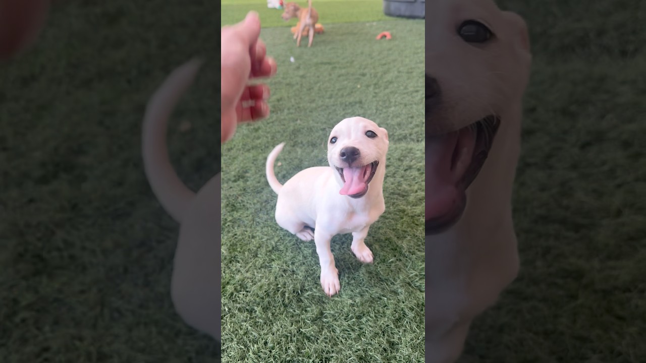 Ramen Noodle, a ADOPTABLE mixed breed in PHOENIX, AZ video 2/6