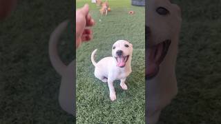 Video preview image #1 Chihuahua-Unknown Mix Puppy For Sale in Phoenix, AZ, USA