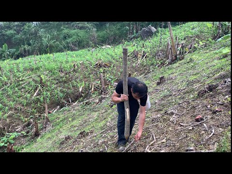 Survival Instinct, alone in the wilderness, growing upland rice and taking care of wild boars,