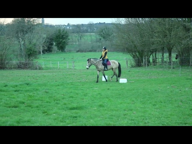 Jument ib&eacute;rique isabelle fum&eacute; 12 ans