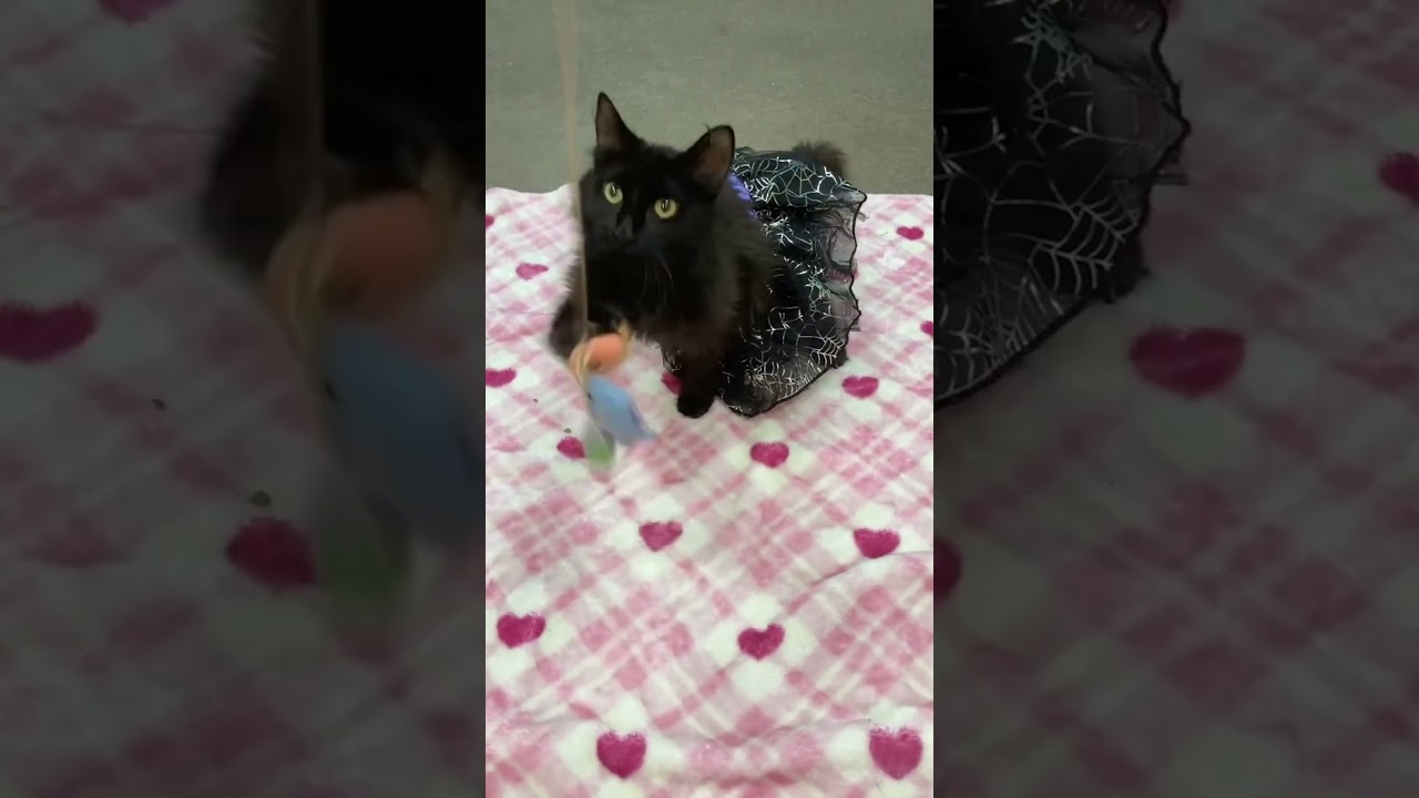 Bai-Gentle Sweetie, a ADOPTABLE Domestic Medium Hair in Arlington, VA video 5/5
