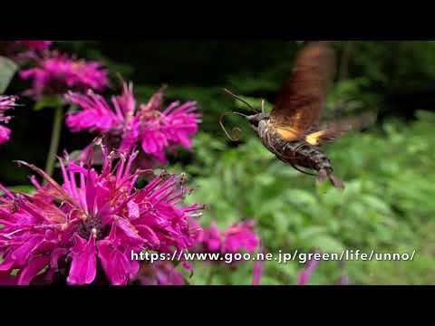 クロホウジャクのおしっこ　Peeing of hummingbird moth