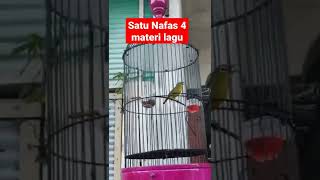 Download lagu Pleci Nembak Satu Nafas 4 Materi Lagu | WIT WIT TULIT TULIT KENARI BREN CIBLEK mp3 Download lagu Pleci Nembak Satu Nafas 4 Materi Lagu | WIT WIT TULIT TULIT KENARI BREN CIBLEK mp3