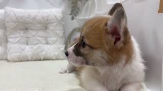 柴犬の動画01