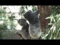 Koala Bears Fight Song 