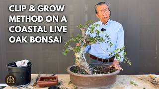 Making a Collected Tree Into a Bonsai: CA Live Oak Tree