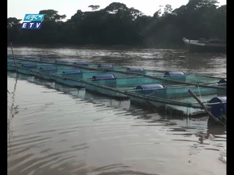 নদীতে খাঁচায় মাছ চাষে আগ্রহ বাড়ছে
