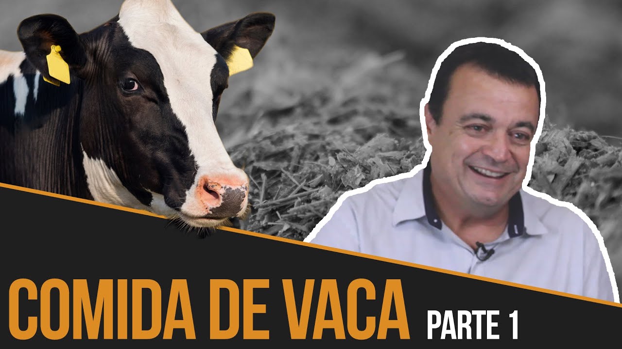 Como FORMULAR DIETAS para vacas leiteiras? - Parte 1 | Bate-papo EducaPoint