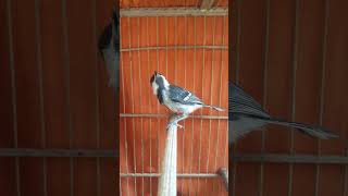 Download lagu Burung Glatik paud belajar bunyi #kicaumania #glatik #masteranburung mp3 Download lagu Burung Glatik paud belajar bunyi #kicaumania #glatik #masteranburung mp3