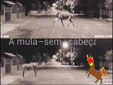 The legend of the headless mule