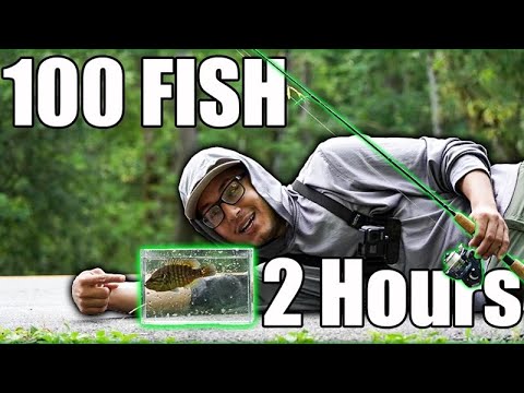 Catching 100 Micro Fish in 2 HOURS (12 Species)