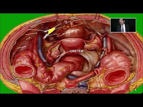 Conférence sur l'anatomie du bassin