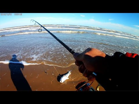 download lagu mp3 mp4 Shrimp Creole Surf Report, download lagu Shrimp Creole Surf Report gratis, unduh video klip Shrimp Creole Surf Report