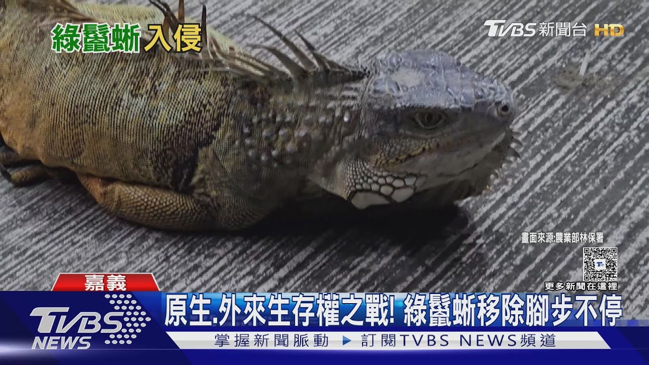 南台「小恐龍」北漂? 綠鬣蜥移除戰線已至苗栗 林保署嚴監控