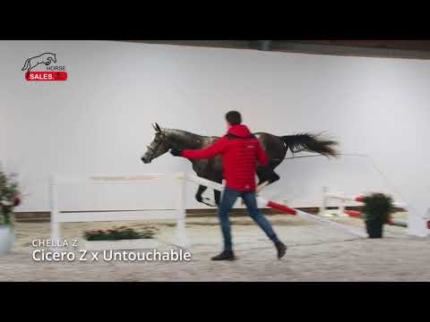 Chella Z v.Cicero Z x Untouchable