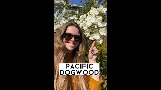 Pacific Dogwoods are tricking you!!