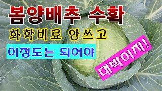 [텃밭농부 1,562]  봄양배추 수확. 화학비료 안쓰고 이 정도는 되어야 대박이지! #양배추재배