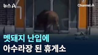 멧돼지 난입에…아수라장 된 휴게소