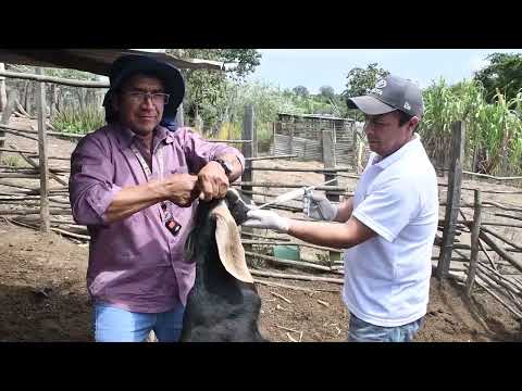 Campaña de sanidad caprina en Zapotillo