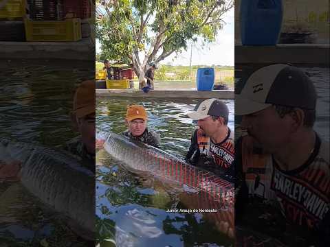 o peixe mais temido pirarucu gigante água doce #coremas #paraiba