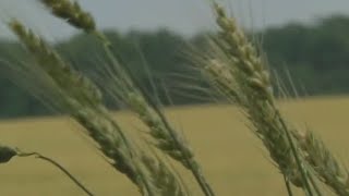 Food shortage possible result of additional sanctions on Russia | FOX 7 Austin