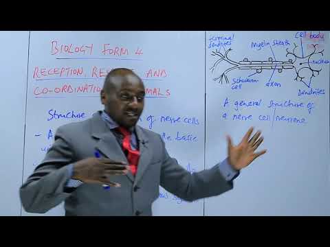 KCSE - BIOLOGY FORM 4- RECEPTION,RESPONSE & CO-ORDINATION IN ANIMALS
