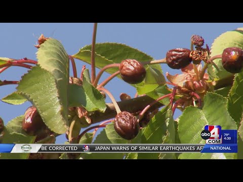 Local fruit farmer loses everything due to overnight freeze
