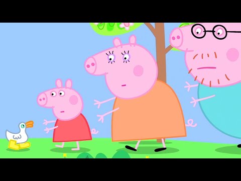Peppa Pig Can't Find Her Golden Boots| Peppa Pig Official Family Kids Cartoon