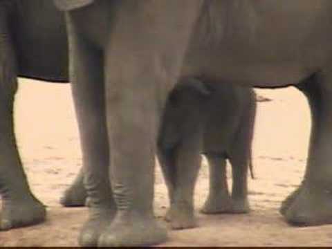 Elephant Herd With Little One Pt.1