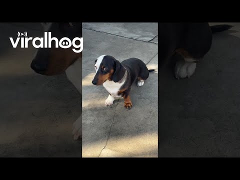Vicco the Dachshund With Heterochromia || ViralHog