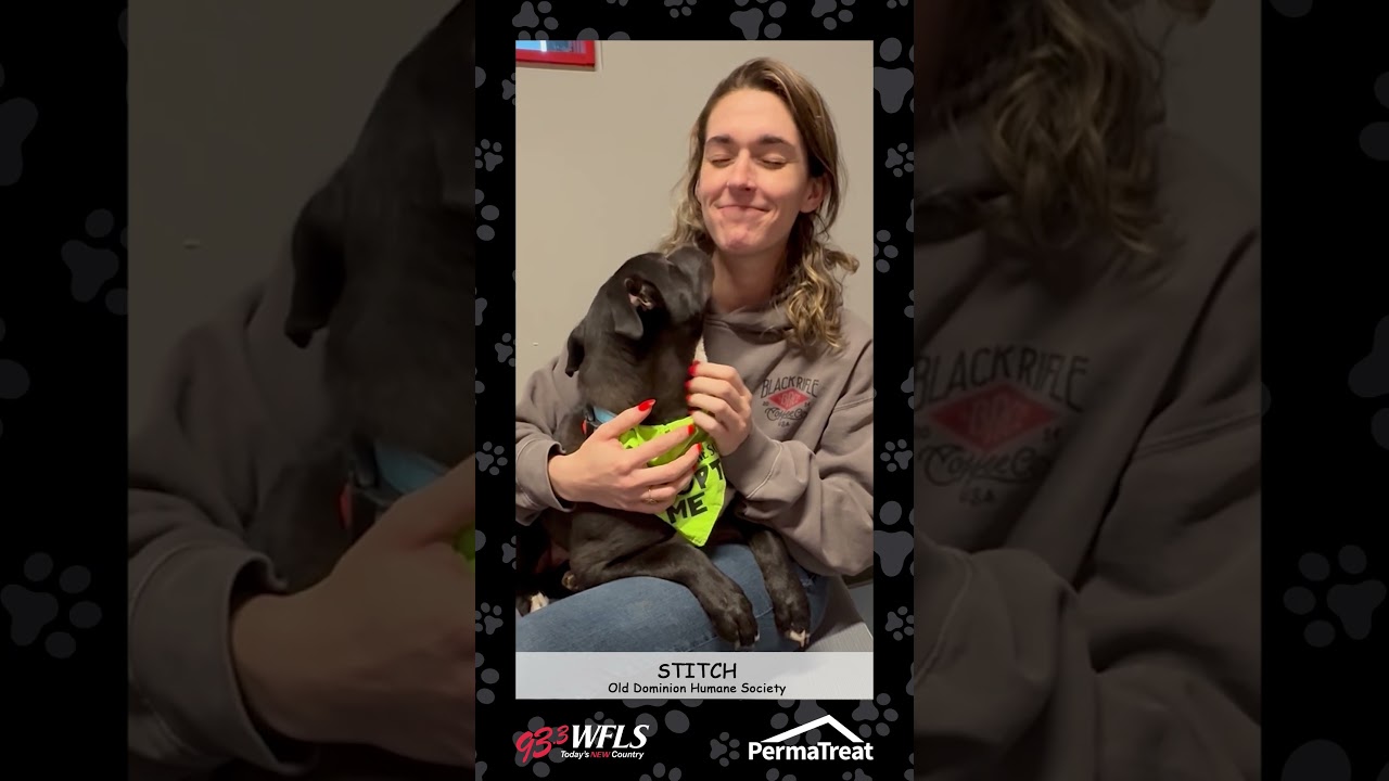 Enlarge Stitch, a Adoptable Mixed Breed in Fredericksburg, VA video 6/6