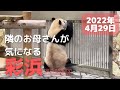 【彩浜 saihin】お母さんの部屋を何度も覗く３歳のパンダ🐼彩浜