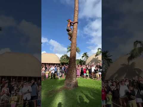 Climbing a PALM TREE in 5 seconds! 😳 #hawaii #shorts