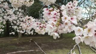 とても綺麗だった満開2017 桜　Cherry Blossoms mito