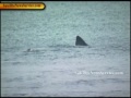 PLYMOUTH, MA- 15 Foot Basking Shark Spotted ...