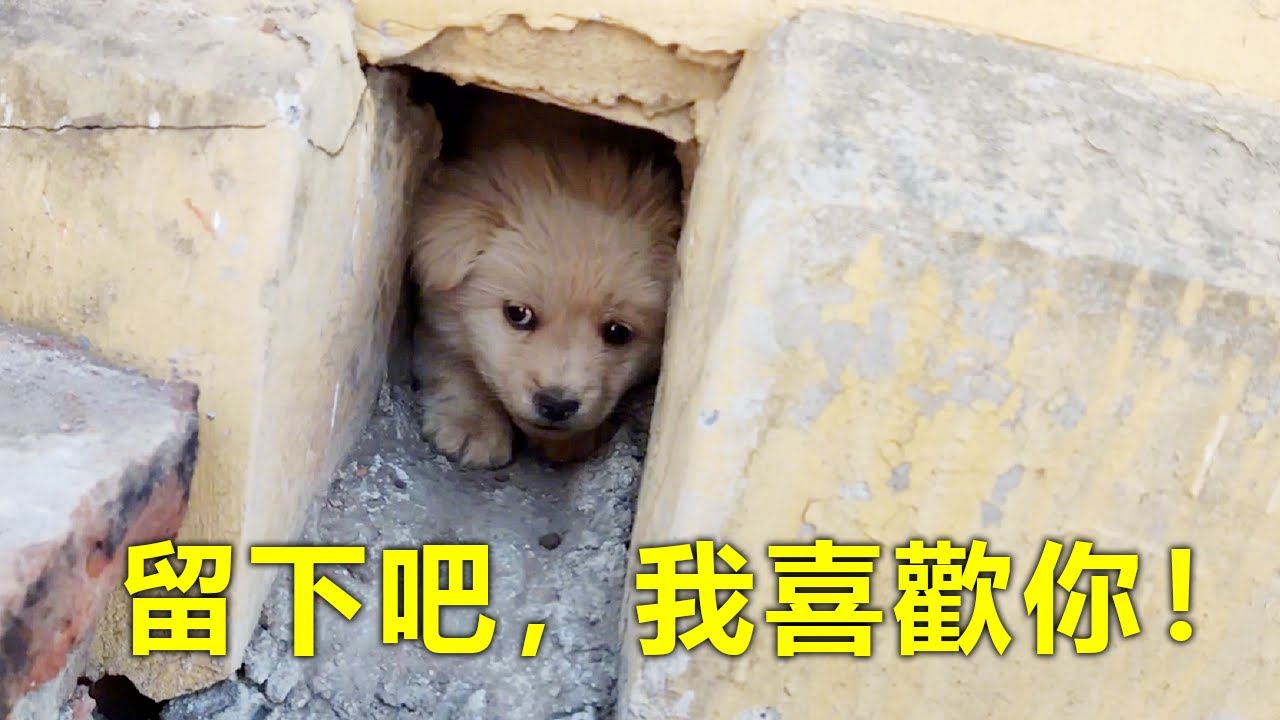 家門口來了一隻小流浪狗，藏在排水孔瑟瑟發抖...