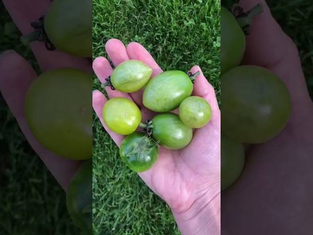 Стандарт поставки видео №1 Томат F1 Изумрудный мед 