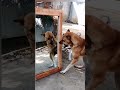 This Is So Funny Dog Vs Mirror Hilarious Video Prank Mirrorprank Funny Funnydogvido FunnyPrank