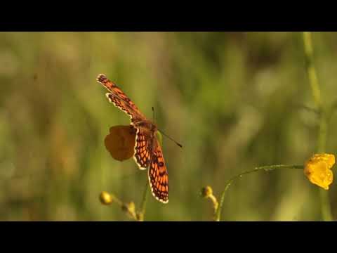 Verschiedene Feuerfalter und Scheckenfalter auf einer Wiese in Ungarn im Mai und Juni  2022