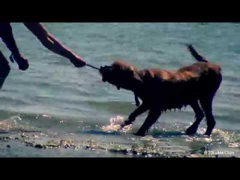 Jever Surf Festival 2014