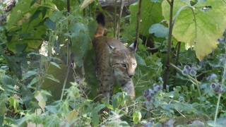 Something lurking in the woods | Eurasian Lynx (Lynx lynx)