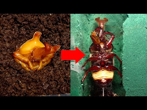 アンブロシアカブトムシは独自の食用菌を育てます