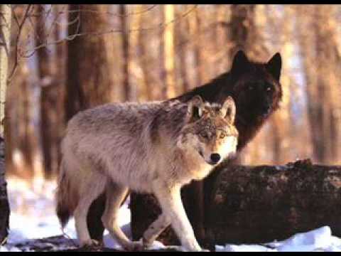 SINWELDI - half the morning's gone (new song 2012)