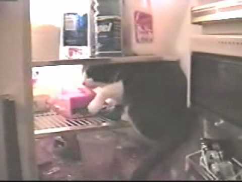 A leg leg legjobb házivideo 2 rész