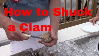 How to Shuck Open A Little Neck Clam (Traditional), Shuck A Cherrystone Clam Shucking