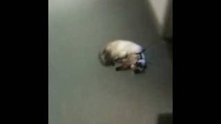 Finishing Waking pussy galore