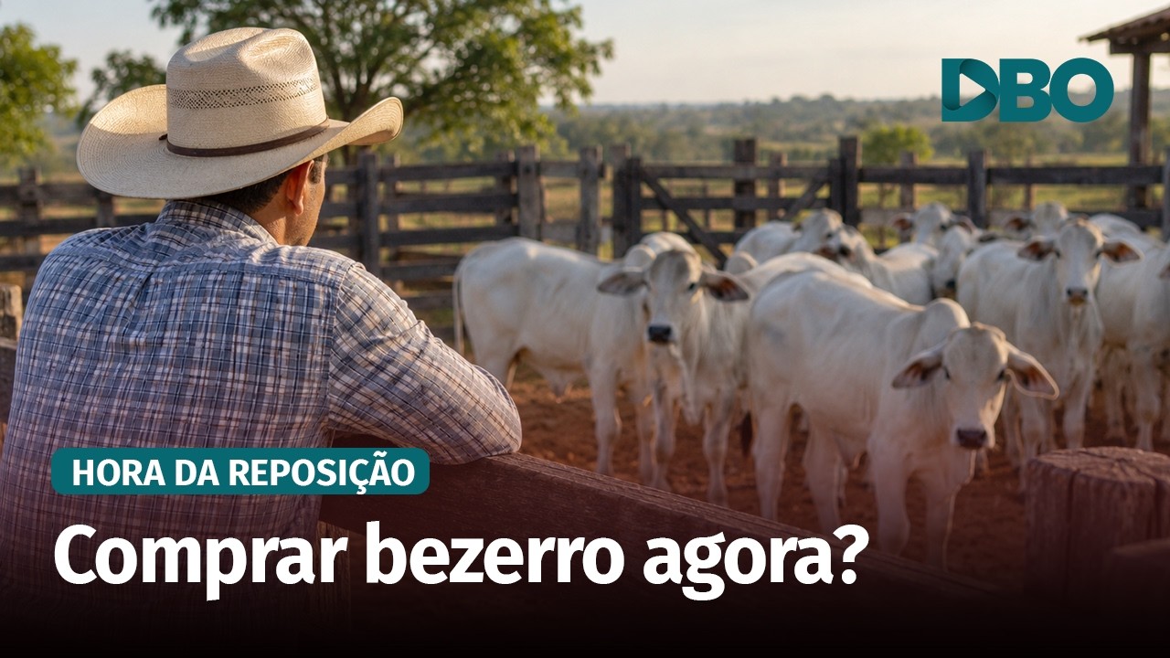 Bezerro em alta em Goiás: compra pode ficar mais cara em outubro