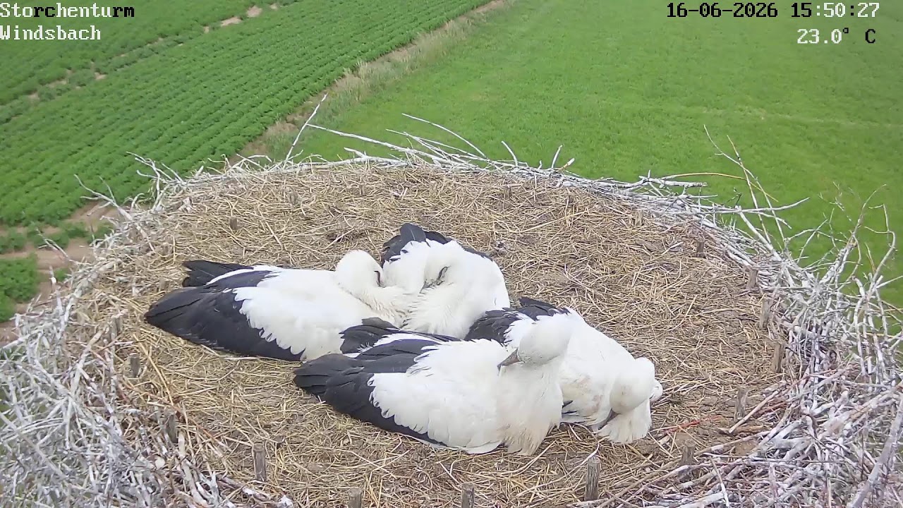 Live webcam view of Cigüeñas en la torre de Windsbach